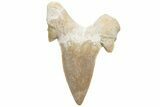 Fossil Shark Tooth (Otodus) - Morocco #226894-1